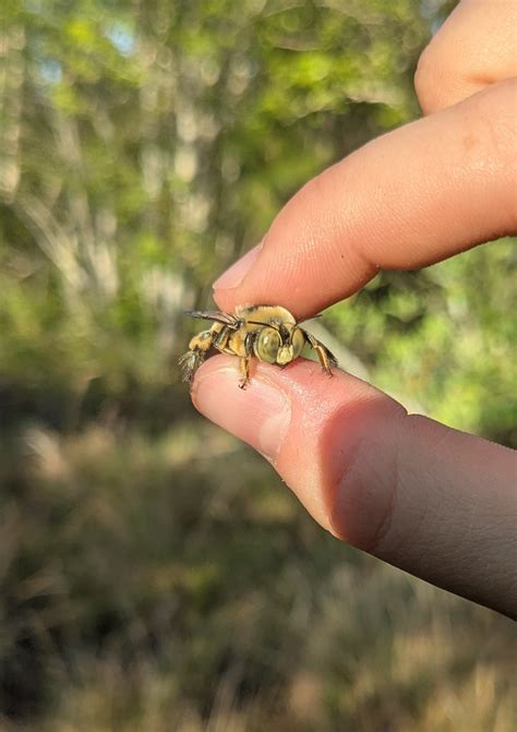 Pollinators play a vital role in ecosystem health—and new research is