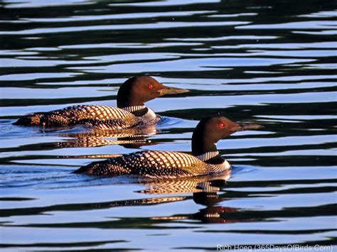 NorthStar Lake Common Loon Sunset Cruise | 365 Days of Birds