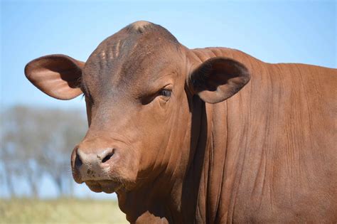 senepol cattle animal facts bos taurus   animals