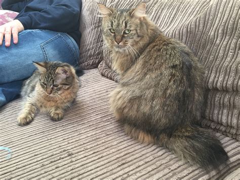 Nanna and Grand Daughter - Native & Zara x | Pixie bob cats, Cats