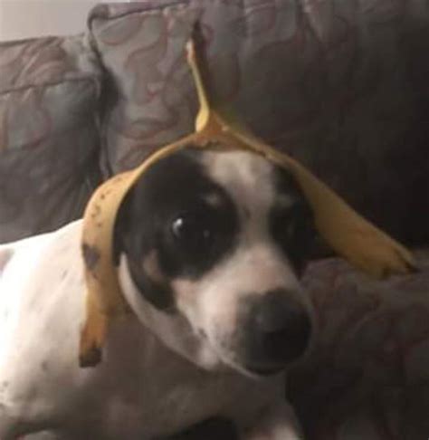 Banana Dog ~ Her name is Flo : r/meme_templates