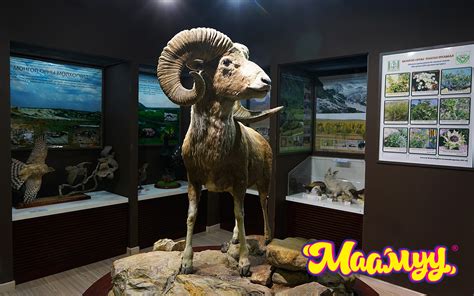 Maamuu · ФОТО: Цэнгэг усны нөөц, байгаль хамгаалах төвийн музей