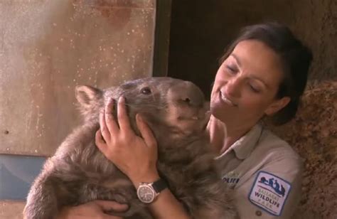 These photos of the world’s largest wombat will make your Friday *so ...