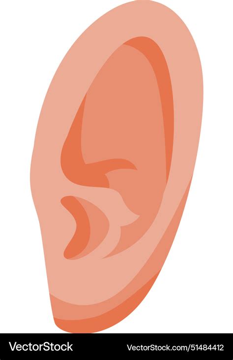 detailed   human ear royalty  vector image