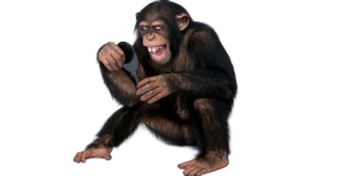 animals      time video