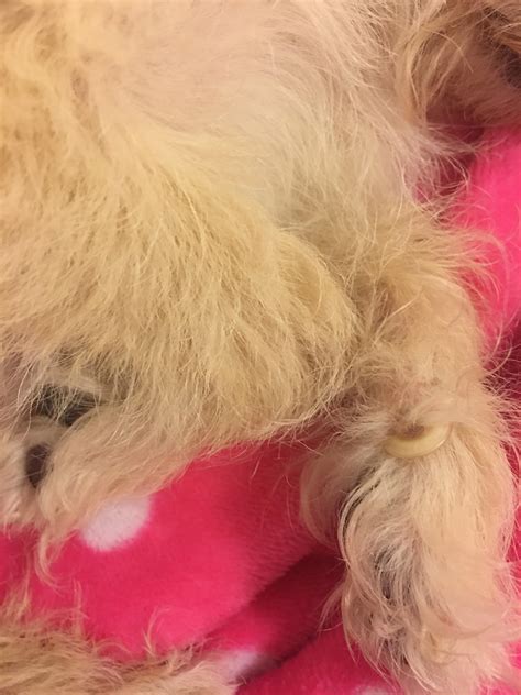 my friend's dog has a dewclaw : r/mildlyinteresting