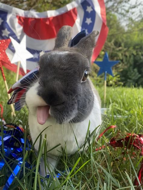 BoopleSnoot : r/bunnytongues