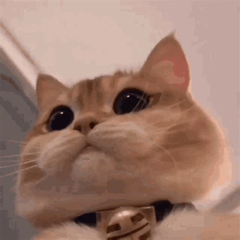 รวมกัน 90+ ภาพ ภาพการ์ตูนเคลื่อนไหว Gif สวยมาก