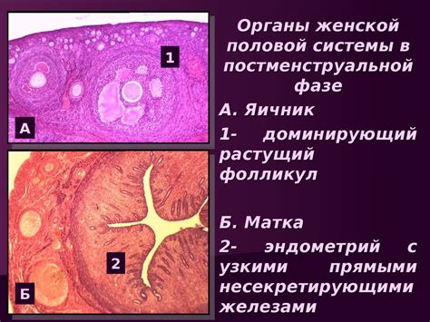 Женская половая система. (Часть 3) - презентация онлайн