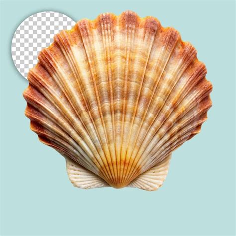 beautiful shell  transparent background premium ai generated psd