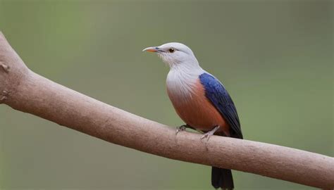 African Bird Stock Photos, Images and Backgrounds for Free Download