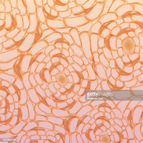 osseous tissue stock  high res pictures  images getty
