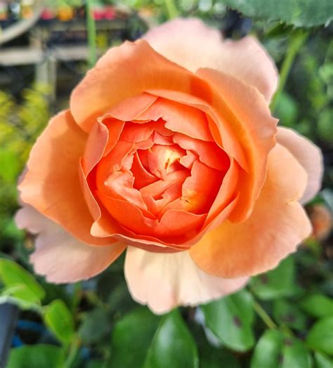 Rose 'Heaven on Earth' PBR 2ft Standard - Hello Hello Plants