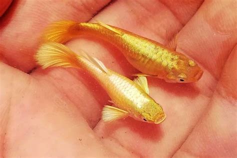 Full Gold Guppy - Dòng cá bảy màu HOT tại Việt Nam - Wiki Cá Cảnh