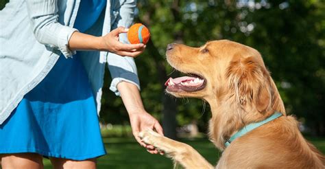 aggressive dog trainers     estimates