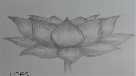 Lotus Flower Pencil Sketch at PaintingValley.com | Explore collection ...