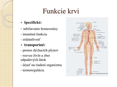 PPT - Krv a krvné skupiny PowerPoint Presentation, free download - ID ...