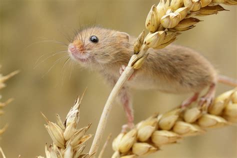 Photographing Harvest Mice - Paul Miguel Wildlife Photography