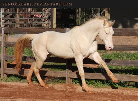 perlino stallion 1 by venomxbaby on DeviantArt