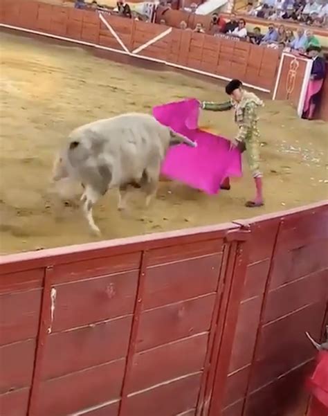 Video shows bull gore matador Alejandro Conquero's rectum | New York Post