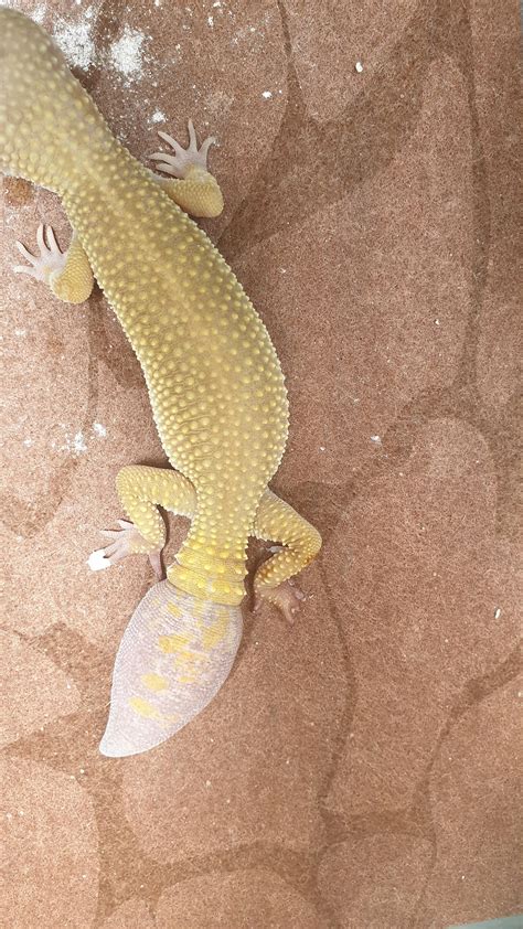 can gecko injured cheap 4