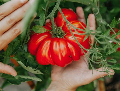 How Often to Water Your Zucchini Plants