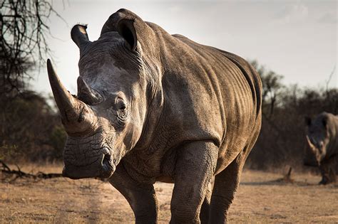 Black rhinoceros conservation status - doplovers