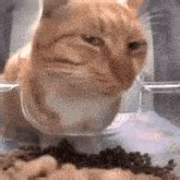 cat staring meme cat staring discover share gifs