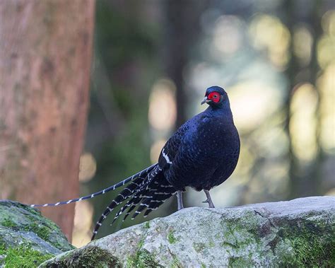 Pioneering Whole-Genome Sequencing of the Mikado Pheasant in Taiwan ...