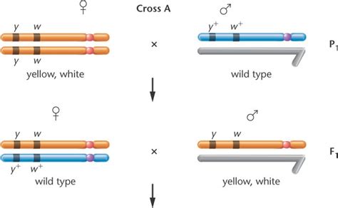 crossesA.html 05_03-crossesA.jpg