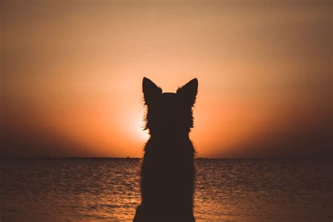100+ Exotic Dog Names: Unique, Tropical & Far-Out Ideas | Hepper Pet