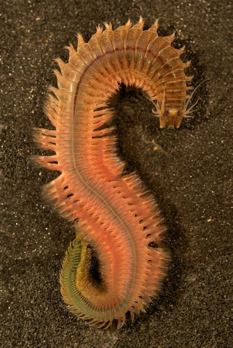 Alitta succinea - BioQuipBugs
