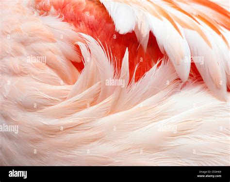Flamingo Feathers Closeup Stock Photo - Alamy