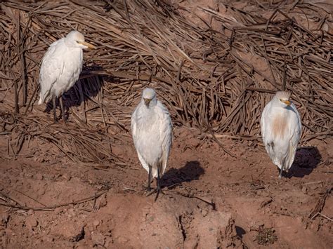 Western Cattle Egret | Mexican Birds.org