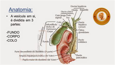 Anatomia Da Vesícula Biliar