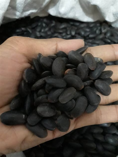 Biji kedawung super 1 kg | Lazada Indonesia