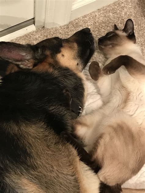 Best Dog For Siamese Cat at Barbara Ridgley blog