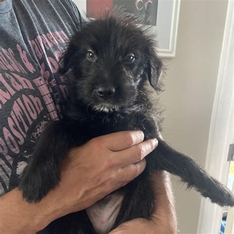 Dog for adoption - Sarah, a Goldendoodle & German Shepherd Dog Mix in North Arlington, NJ