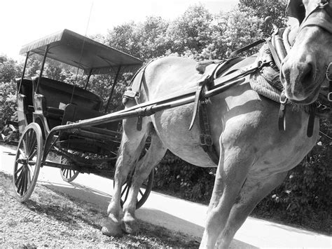 A horse in Mackinac Island. | Smithsonian Photo Contest | Smithsonian ...