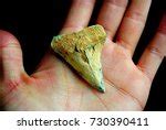 Shark Tooth Free Stock Photo - Public Domain Pictures
