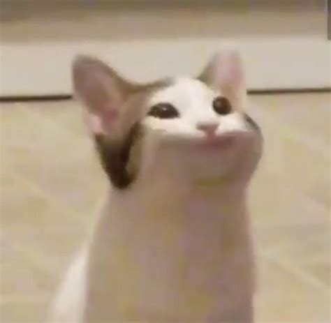 Кот широко открывает рот - что за мем Pop Cat, кот с широким ртом