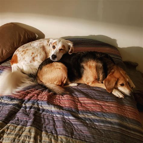 Proof that dogs can, in fact, wink. : r/aww