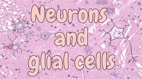 Neurons and glial cells (spinal cord) - nervous tissue histology - YouTube