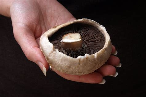 Large Flat Organic Mushroom Stock Image - Image of healthy, vegetarian