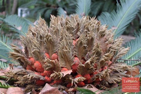 Цикас отвернутый (Cycas revoluta) — описание, выращивание, фото | на ...
