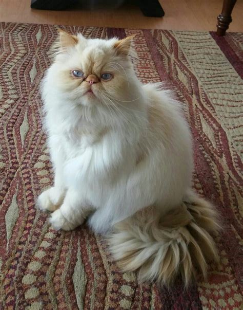 Mi gato persa himalayo Beautiful Cat Breeds, Beautiful Cats, Animals ...