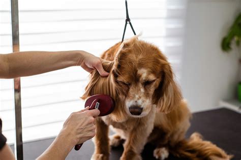 english setter history temperament  care   breed