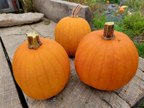 - 1 Medium 'Pie' Pumpkins - Windswept Farm - RE Farm Café