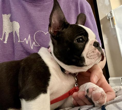 Tuxedo Boston Terriers | Cayley AB