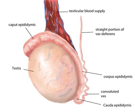 Testicular Cancer: Signs, Symptoms, Risk Factors, Stages, 40% OFF